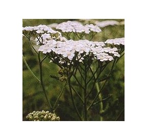 Achillée Blanche*