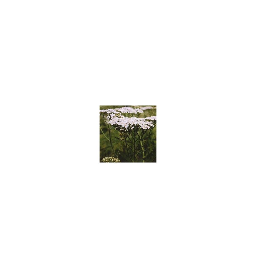Achillée Blanche* Achillée Blanche*