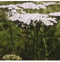 Achillée Blanche élixir Achillée Blanche élixir