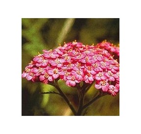 Achillée Rose*