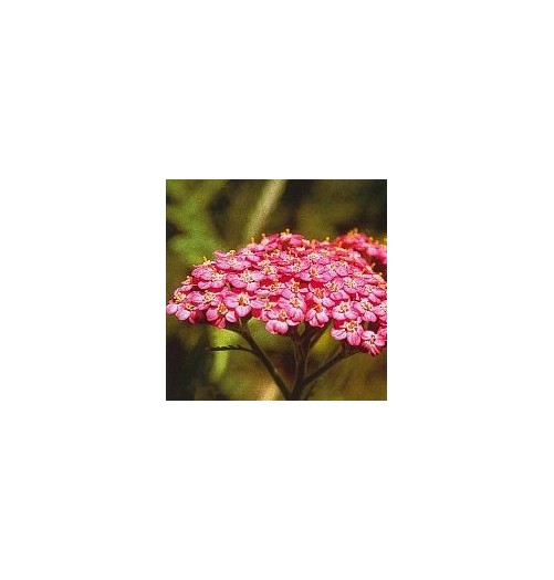 Achillée Rose*