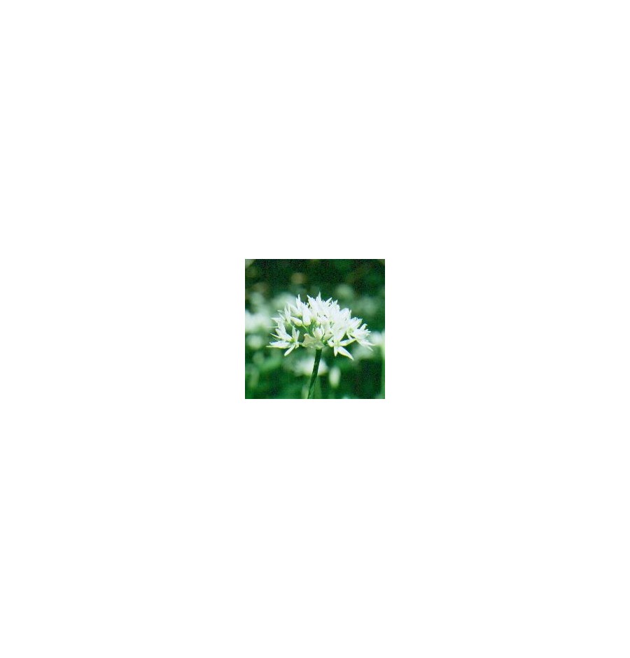 Ail des Ours* Ail des Ours*