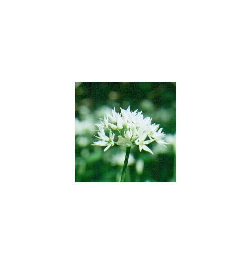 Ail des Ours*