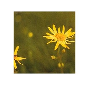 Arnica*
