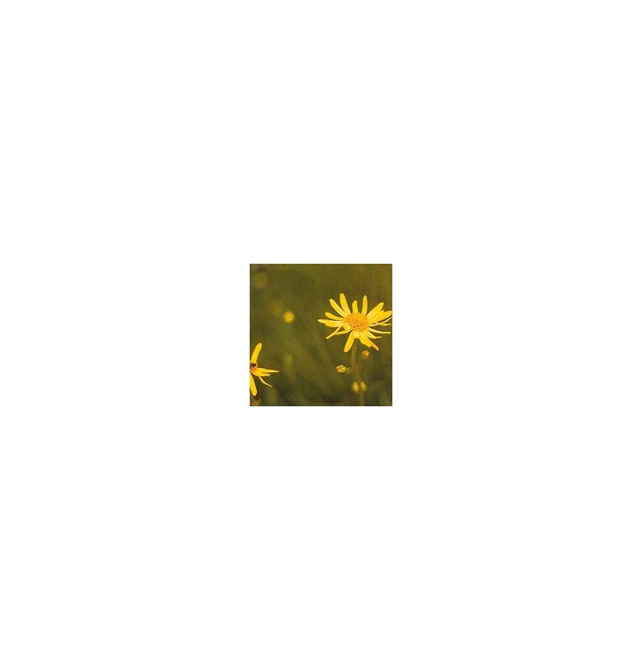 Arnica* Arnica*