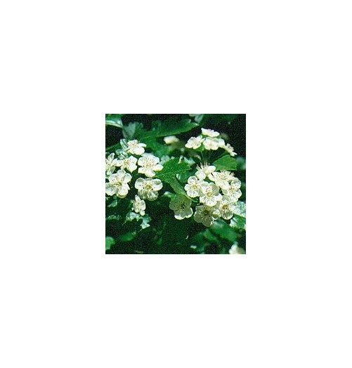 Aubépine*
