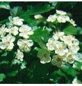 Aubépine* Aubépine*