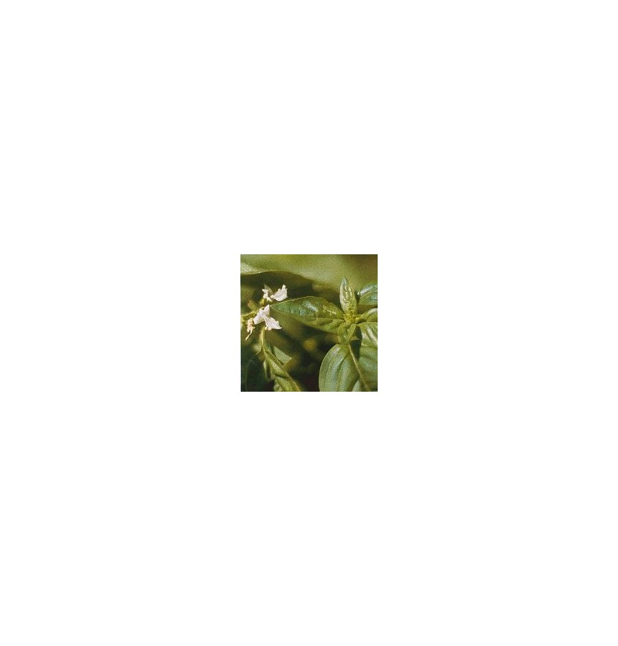 Basilic* Basilic*