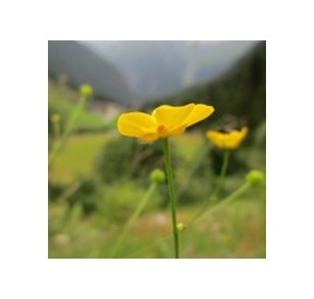 Bouton d'Or*