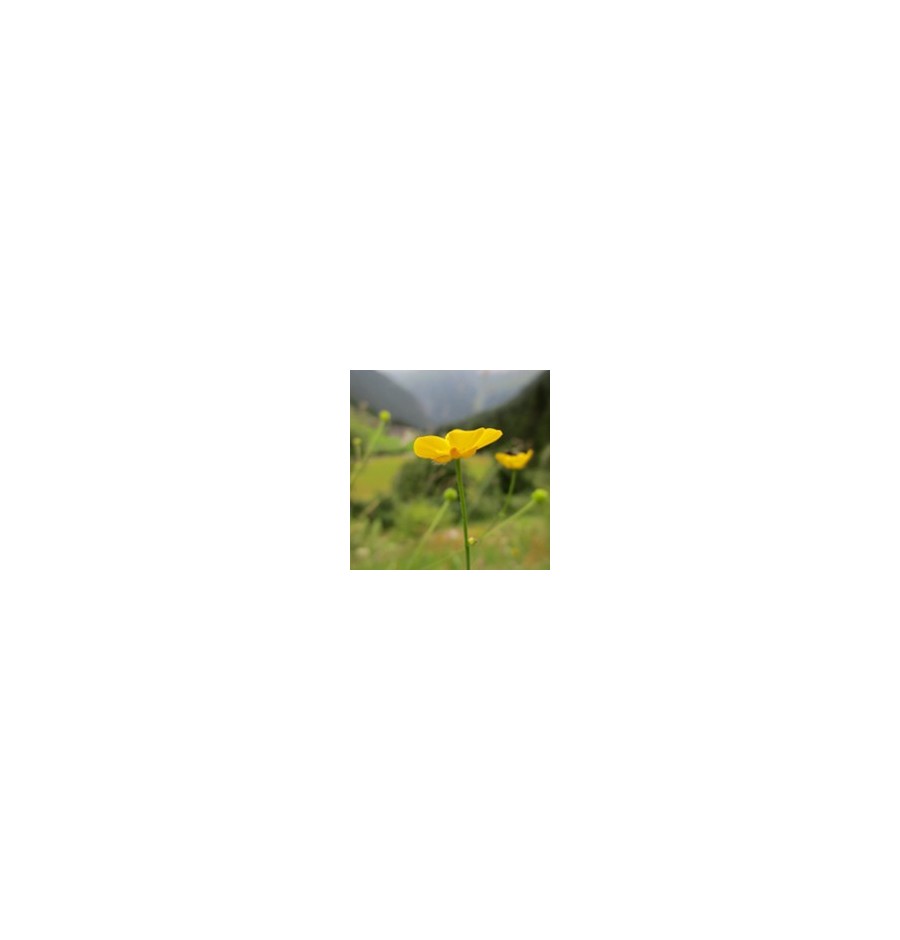 Bouton d'Or* Bouton d'Or*