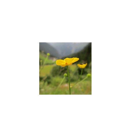 Bouton d'Or*