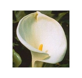 Calla*