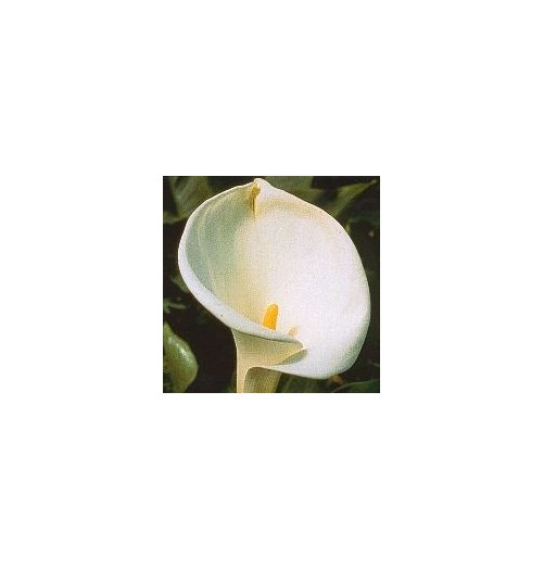 Calla*