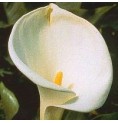 Calla élixir Calla élixir