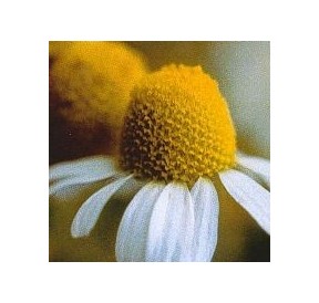 Camomille*