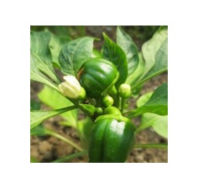 Cayenne*
