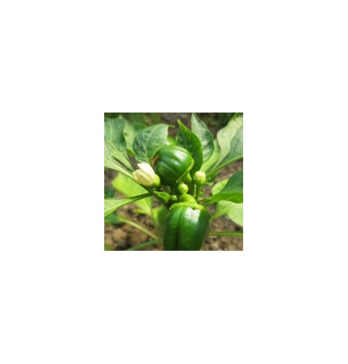 Cayenne*