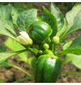 Cayenne*