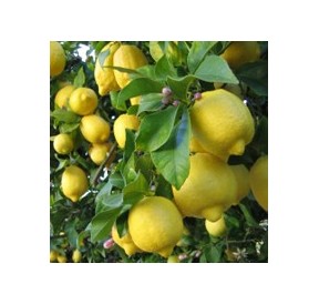 Citronnier*