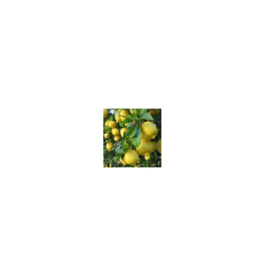 Citronnier*
