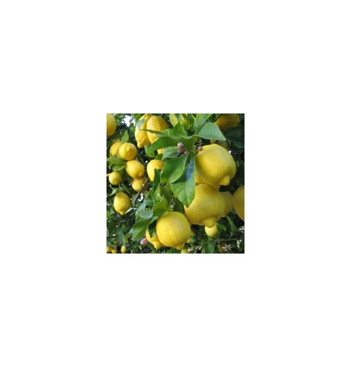 Citronnier*