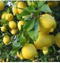 Citronnier*