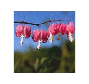 Coeur de Marie*