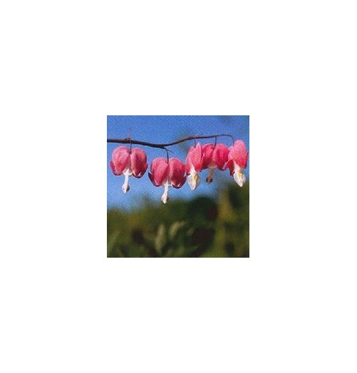 Coeur de Marie*