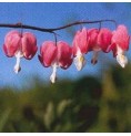 Coeur de Marie* Coeur de Marie*
