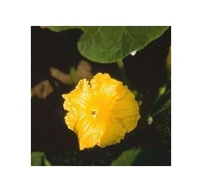 Courgette*