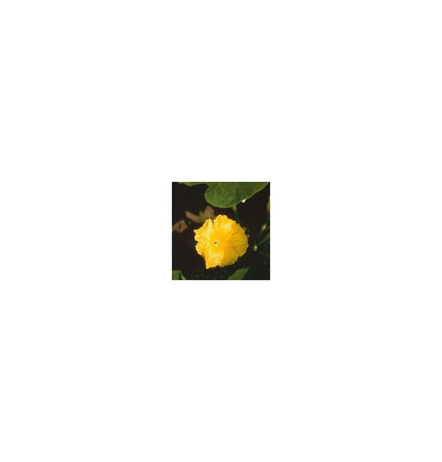 Courgette* Courgette*