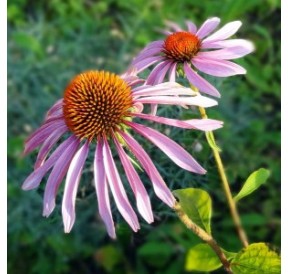 Echinacée*
