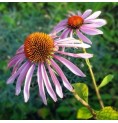 Echinacée élixir