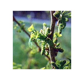 Ginko Biloba*