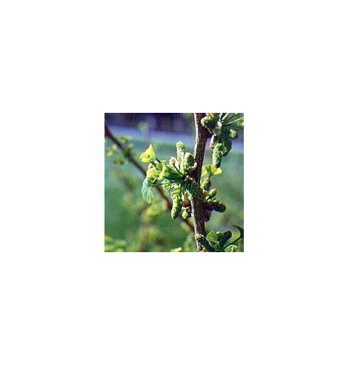 Ginko Biloba*