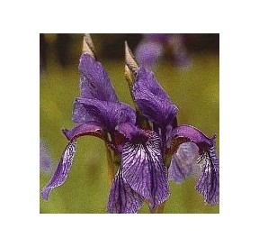 Iris*