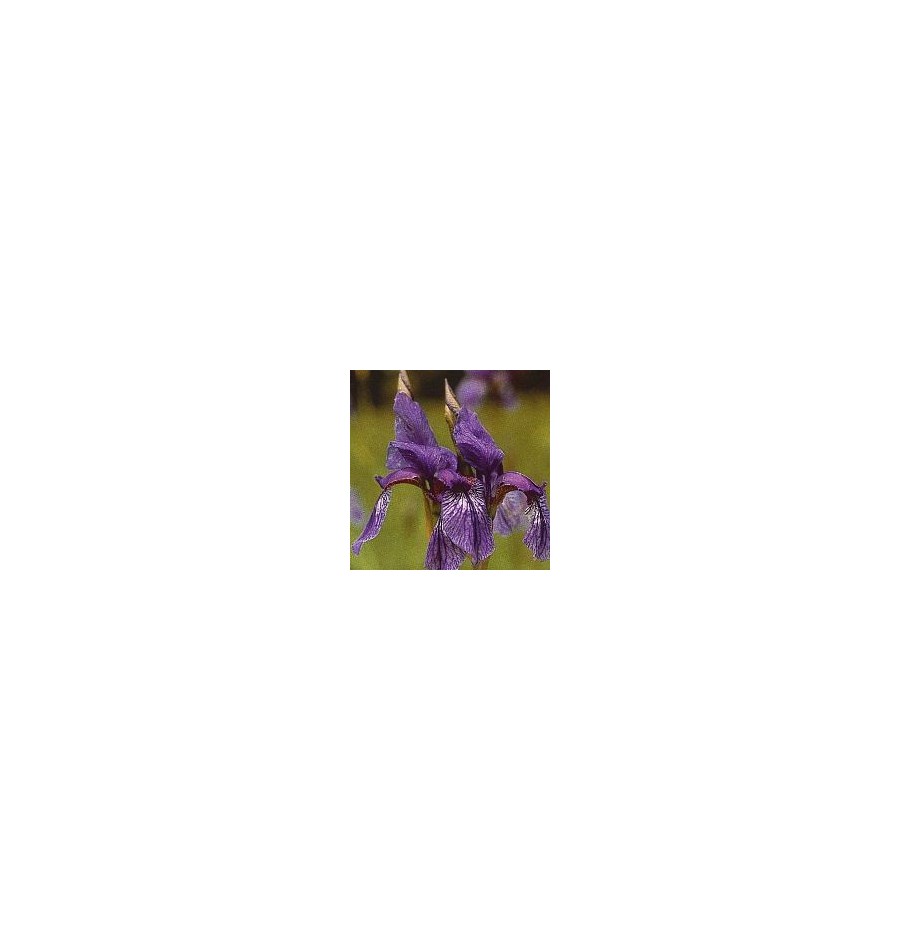 Iris* Iris*