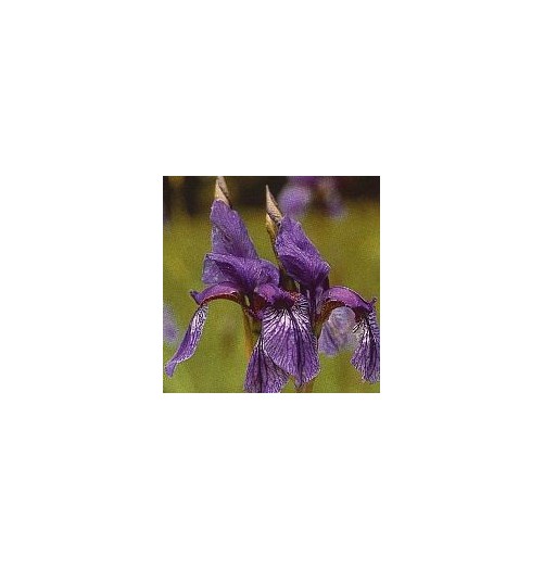 Iris*