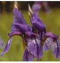Iris* Iris*