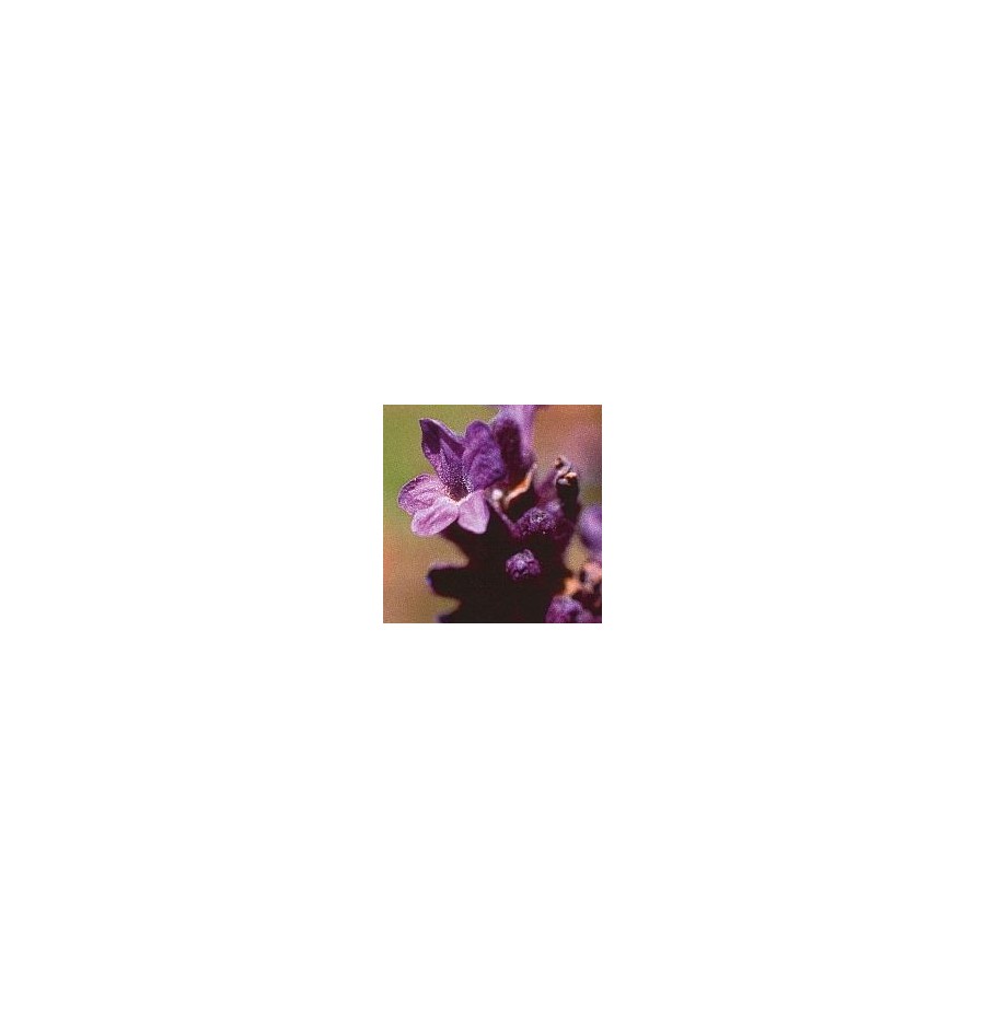 Lavande* Lavande*