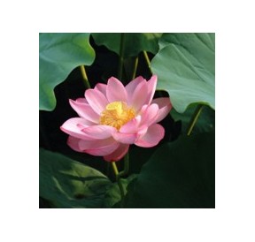 Lotus*
