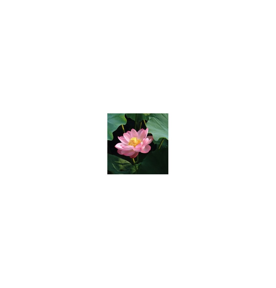 Lotus* Lotus*