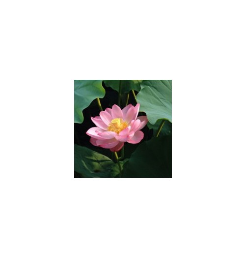 Lotus*