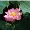 Lotus* Lotus*