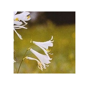 Lys Blanc*