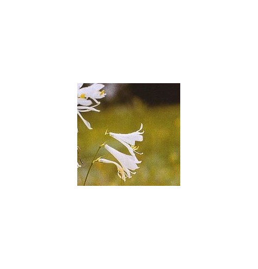 Lys Blanc*