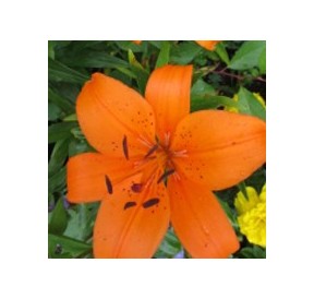 Lys Orange*
