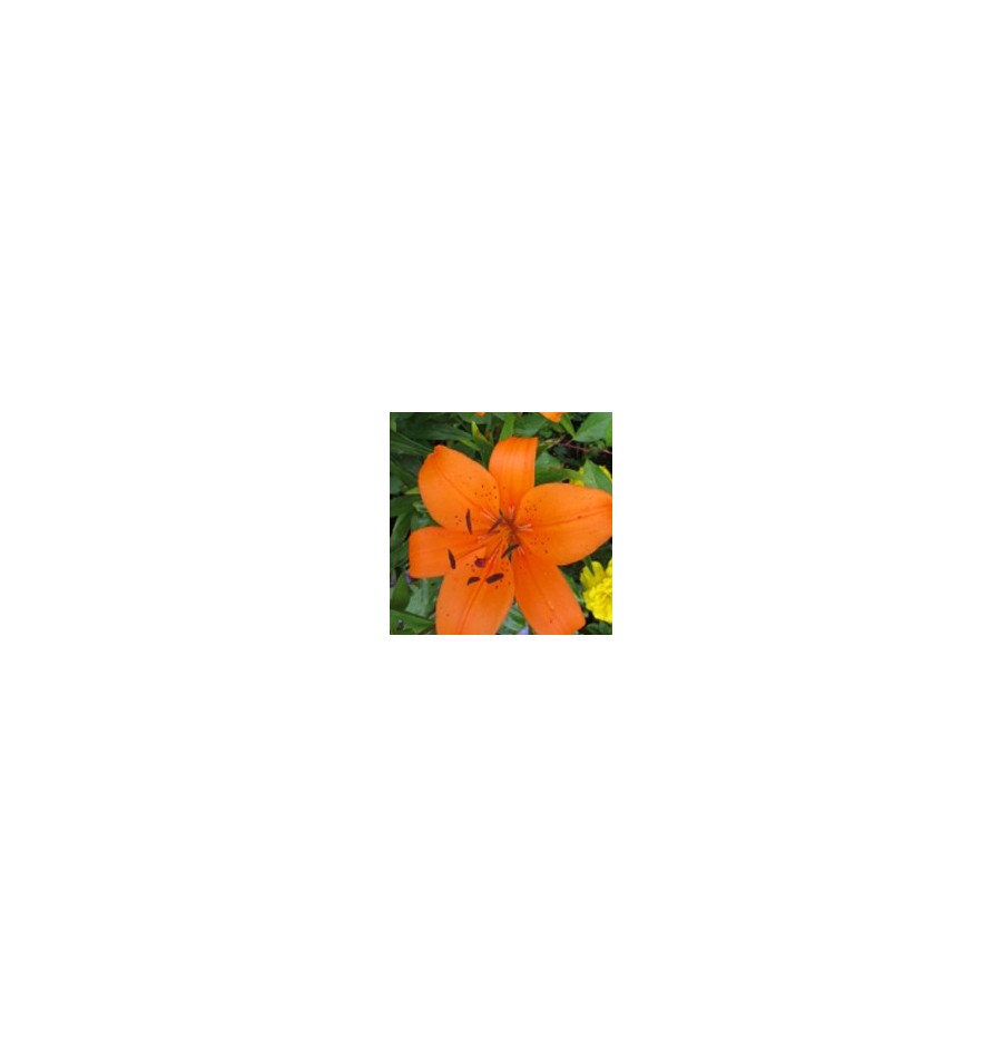 Lys Orange* Lys Orange*