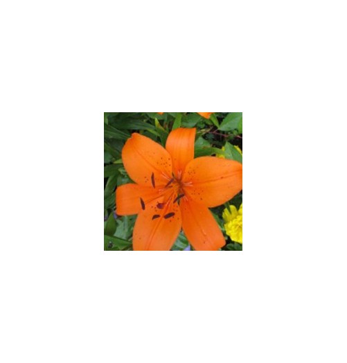 Lys Orange*