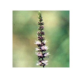 Menthe Pouliot*